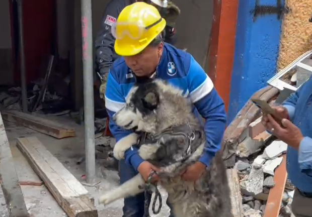 Se han rescatado mascotas de la zona afectada por la explosión en Coyoacán.