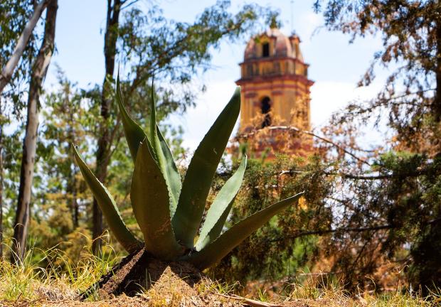 El proceso del pulque se declaró Patrimonio Cultural Inmaterial.