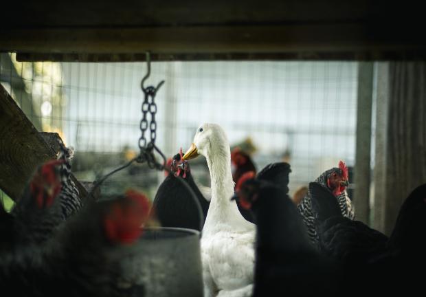 La avicultura se encarga de la crianza de aves domésticas.