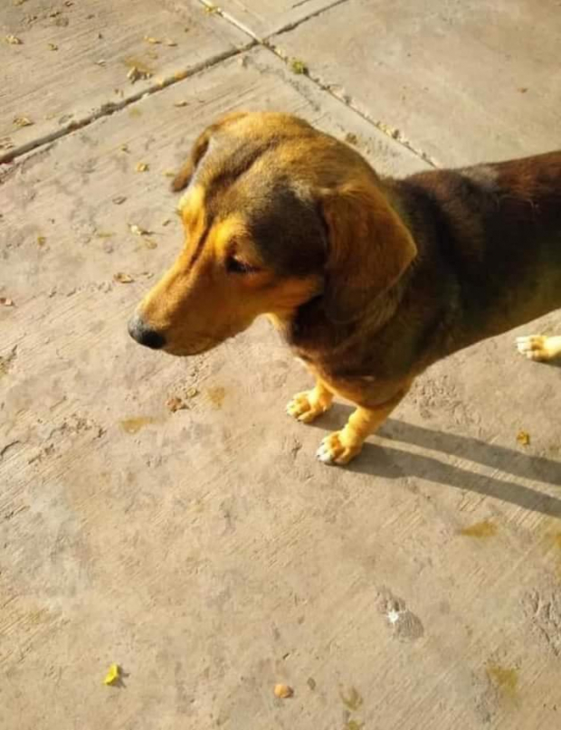 Rodolfo, el perro asesinado por José “N” en Los Mochis, Sinaloa.
