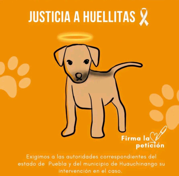 Huellitas era un perrito querido por la comunidad estudiantil de Huauchinango.