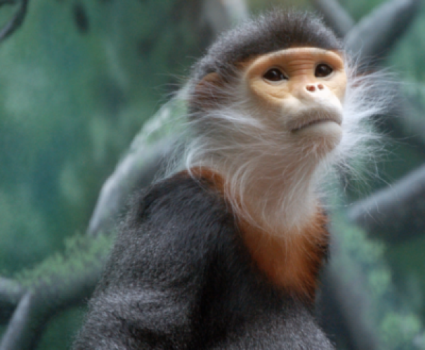 Se celebra el Día Mundial del Mono