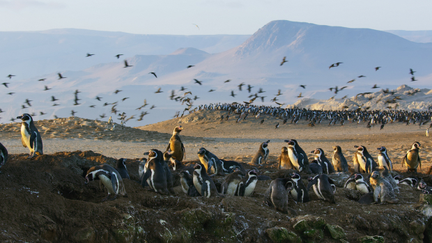 Pingüinos de Humboldt excavando sus nidos en la reserva Punta San Juan, en Perú.