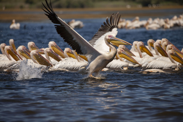 Pelícanos blancos, en Danubio, Rumania. Sus alas pueden pesar hasta 15 kilogramos