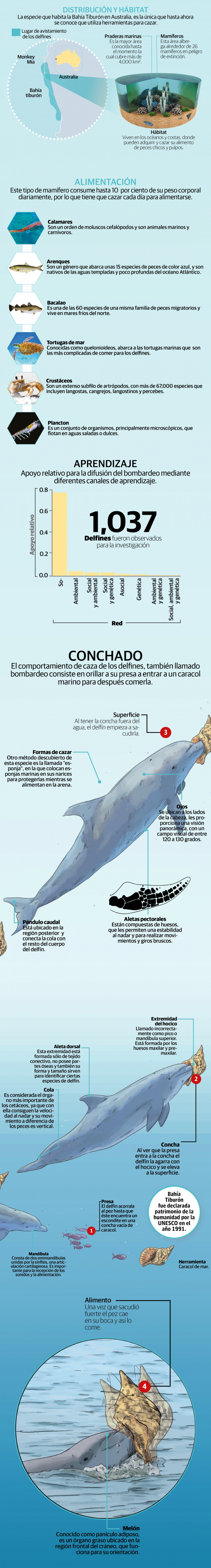 Bombardeo, la nueva técnica que usan los delfines para atrapar presas resbaladizas