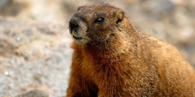Imagen ilustrativa de una marmota.