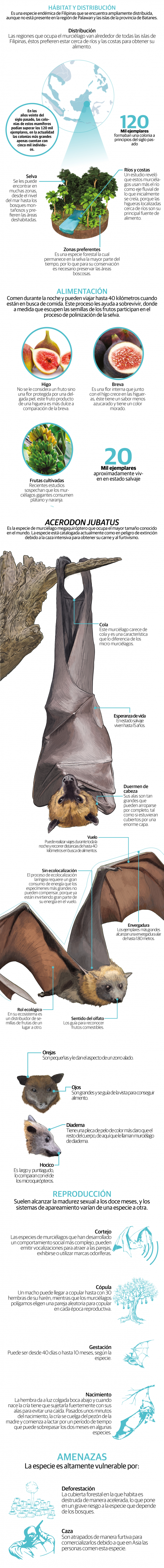 El murciélago más grande del mundo, en peligro de extinción