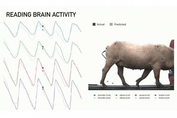 Monitorean actividad cerebral de cerdos