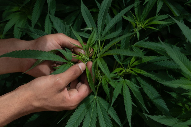 Una de las plantas de cannabis sembradas afuera del Senado de la República.