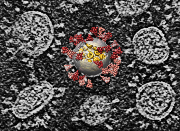 Reconstrucción por computadora superpuesta sobre una imagen de varios virus SARS-CoV-2
