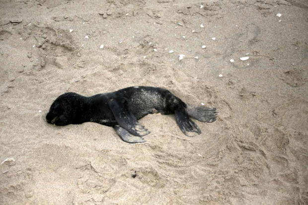 Una foca muerta yace en una playa cerca de Pelican Point, Namibia