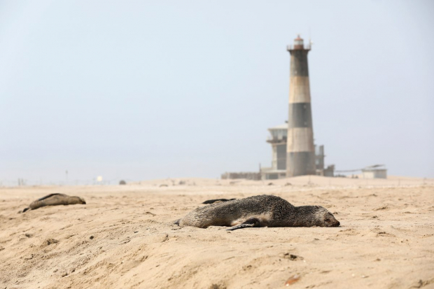 Una foca muerta yace en una playa cerca de Pelican Point-Namibia-