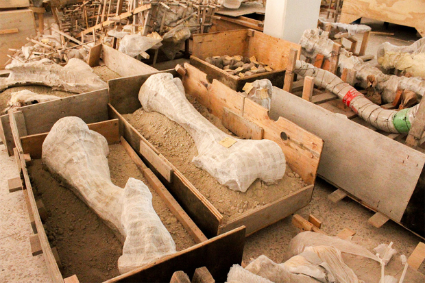 Los fósiles se guardan en cajas con arena para evitar que se maltraten.