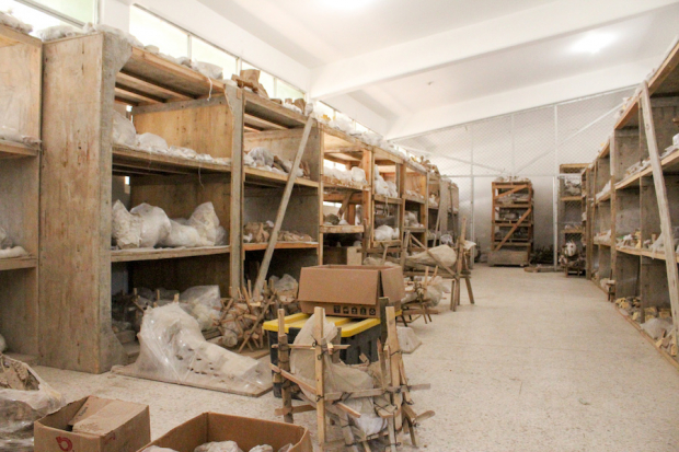 Más de 20 mil huesos de mamut para museo en Santa Lucía