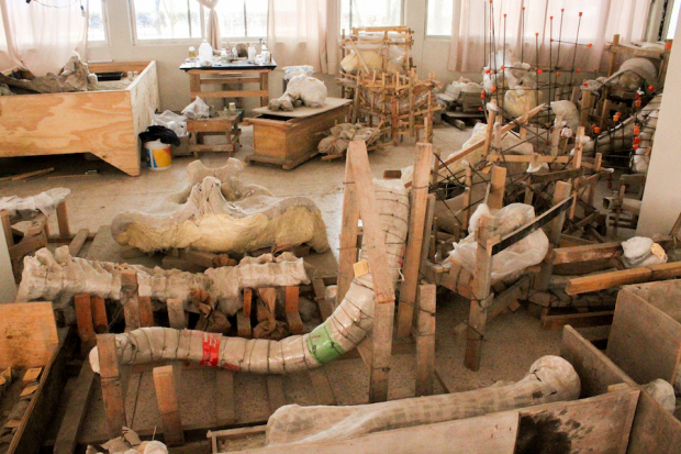 Más de 20 mil huesos de mamut para museo en Santa Lucía pág. 10