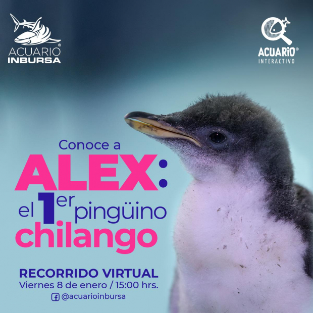 Presentación del pingüino Alex