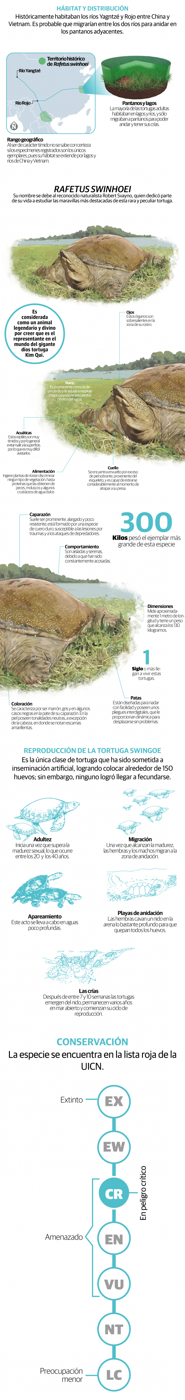 Revive esperanza de salvar a la tortuga Swinhoe, la más rara del mundo; tiene caparazón blando