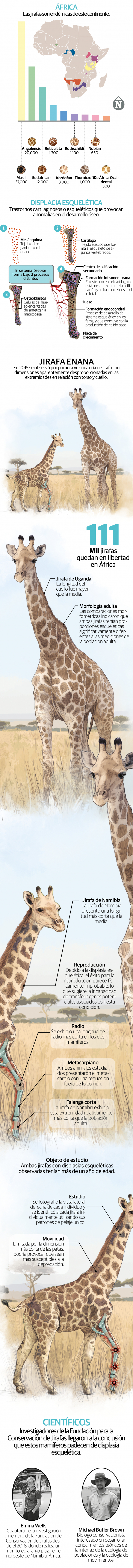 Dos jirafas enanas desconciertan a la comunidad científica