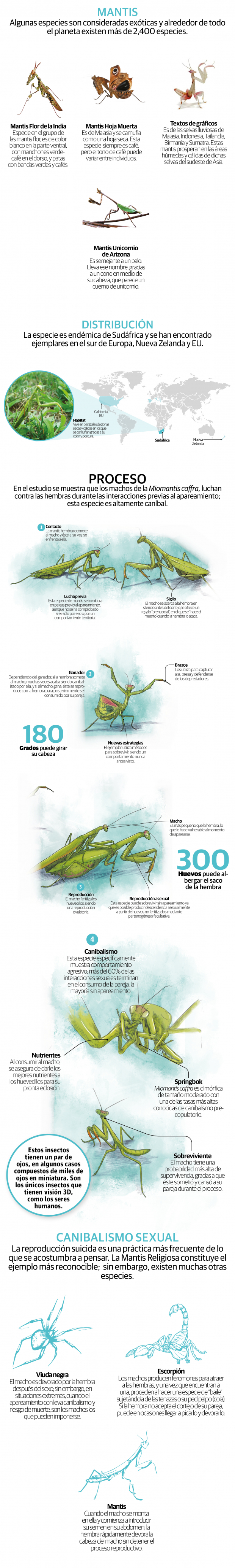 Ya no perderán la cabeza por ellas: mantis macho no se deja decapitar