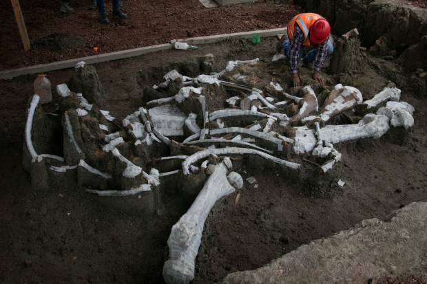 Tras las excavaciones realizadas en la Base Militar de Santa Lucía, a la fecha se han encontrado más de 300 restos de estos enormes mamíferos.