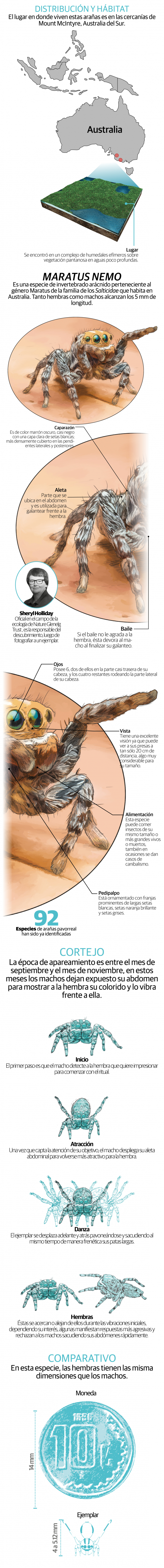 Descubren nueva especie de araña pavorreal en Australia