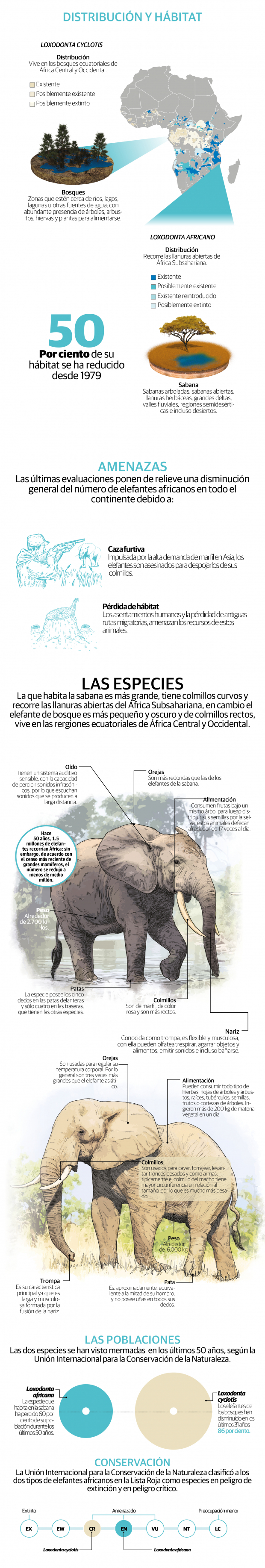 Elefantes africanos están muy cerca de la extinción