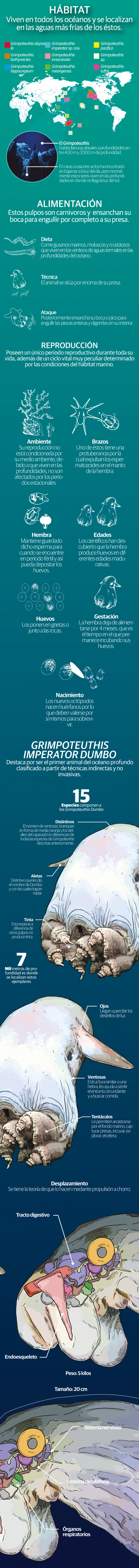 Hallan nueva especie de pulpo Dumbo en el Pacífico a 7,000 metros de profundidad