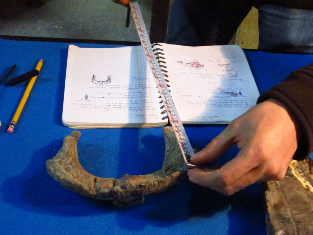 Restos del dinosaurio, hallados en 2013.