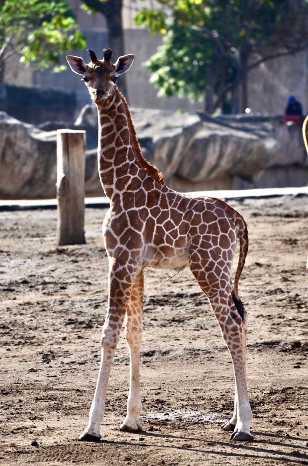 Nace bebé jirafa en el Zoológico de San Juan de Aragón