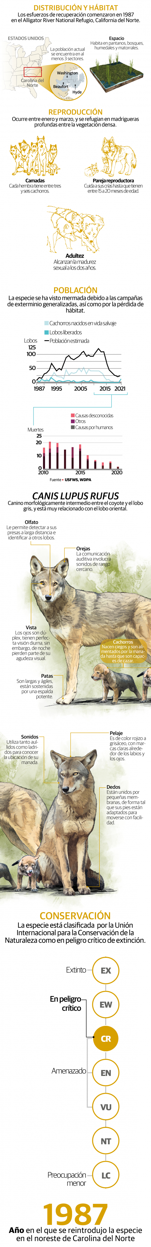 Recae en 8 lobos rojos la esperanza para salvar especie