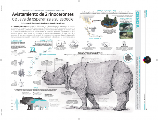 Avistamiento de 2 rinocerontes de Java da esperanza a su especie