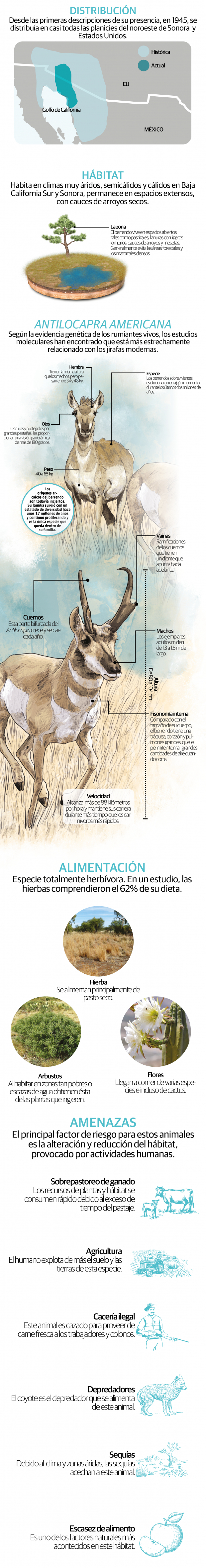 Berrendo, el mamífero más veloz de América que sobrevive a sequías, pero no a la caza