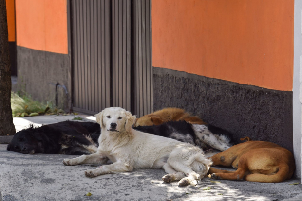 En México muchos perritos callejeros fueron abandonados por sus dueños