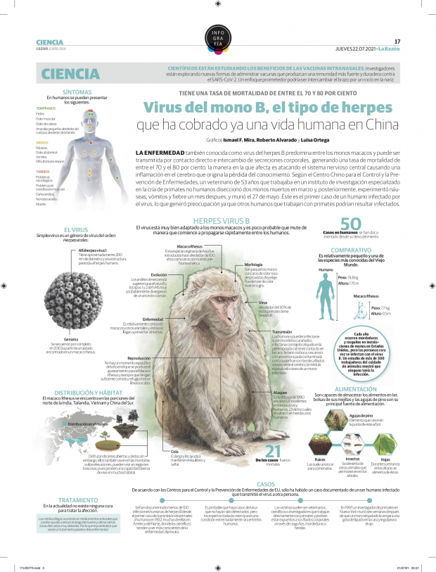 Virus del mono B, el tipo de herpes que ha cobrado ya una vida humana en China