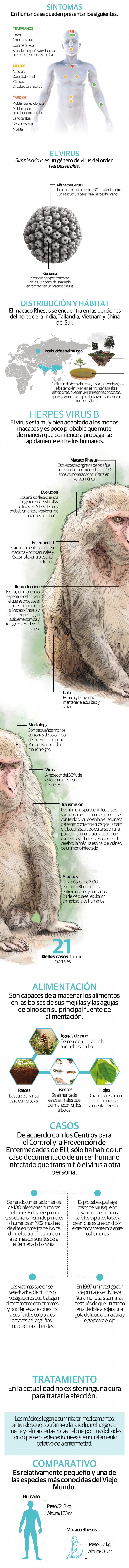 Virus del mono B, el tipo de herpes que ha cobrado ya una vida humana en China