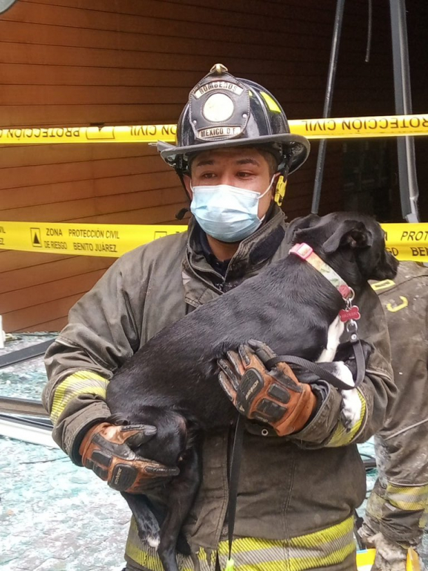 Un perrito fue rescatado de la explosión que tuvo lugar en avenida Coyoacán