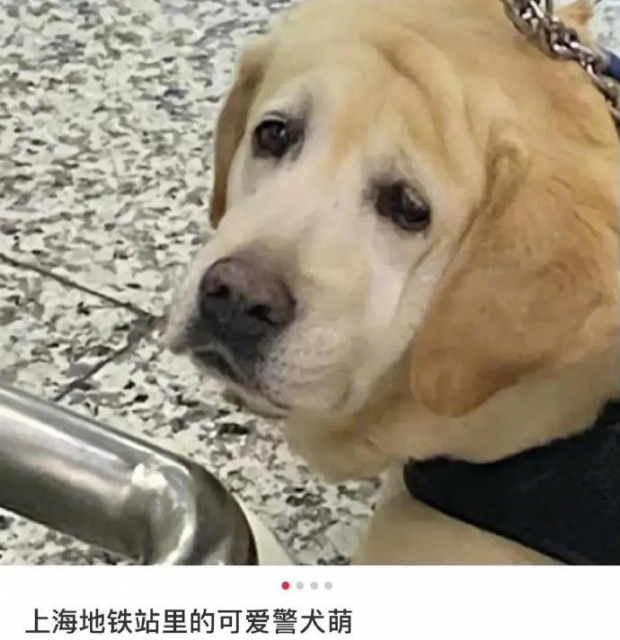 Las fotos del perro de seguridad dormido están llenando de ternura a los internautas