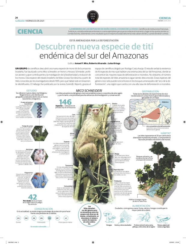 Descubren nueva especie de tití endémica del sur del Amazonas