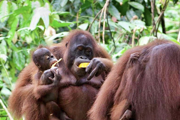 Orangutanes de Sepilok.