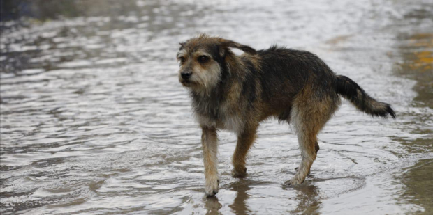 En redes sociales trascendieron imágenes de los perros que se quedaron sin hogar tras la inundación registrada en Tula, Hidalgo.