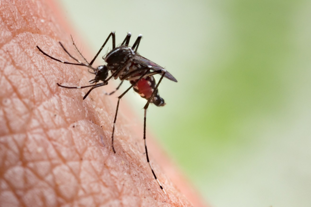 Un mosquito es el responsable de la transmisión del virus.