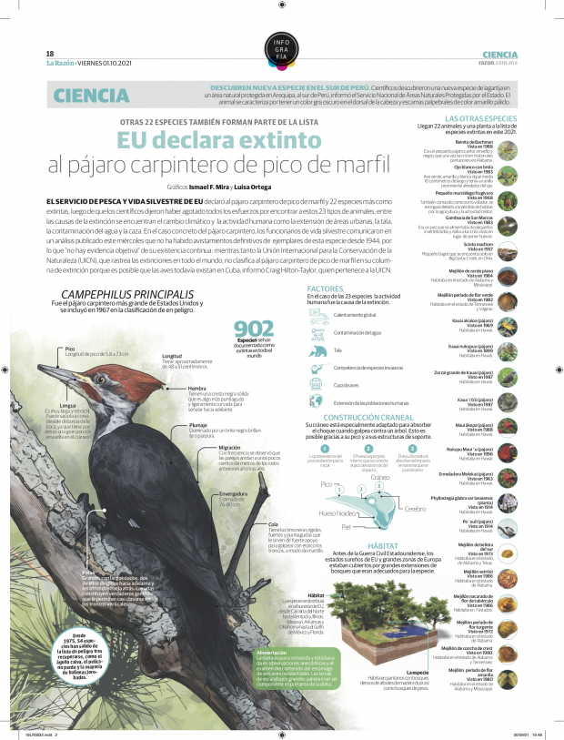 EU declara extinto al pájaro carpintero de pico de marfil