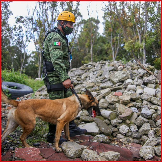 Nudillo, perro entrenado en búsqueda y rescate de personas desaparecidas en situaciones de desastre espera indicaciones de su manejador para llevar a cabo su labor de búsqueda