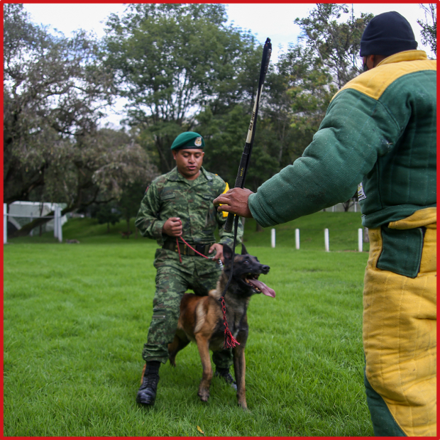 Entrenamiento de un binomio canino para hacer elemento de guardia y protección