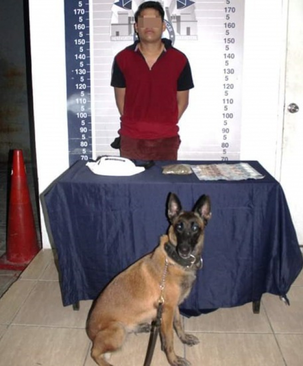 Se han realizado 294 detenciones por parte de la Unidad de la Policía Canina K9
