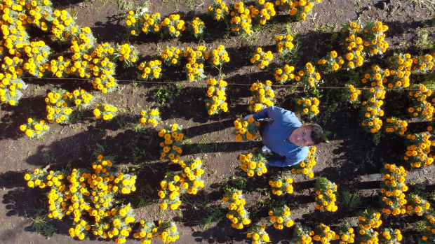 Victor peralta, ingeniero agrónomo y productor de flores de cempasúchil.