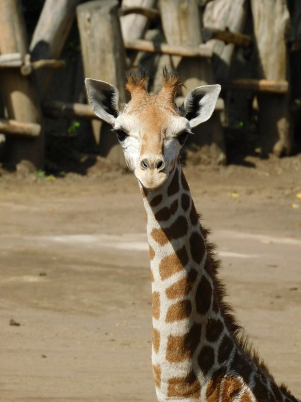 La jirafa bebé está en buen estado de salud, reporta la Sedema.