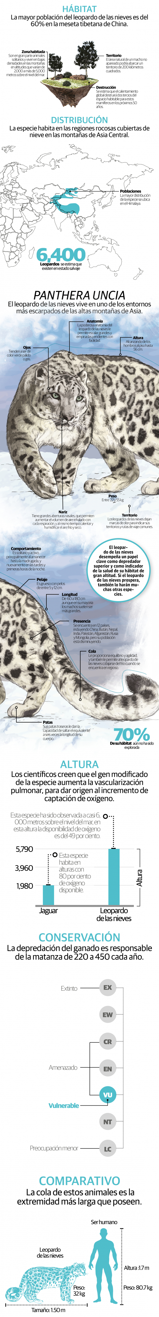 Leopardo de las nieves sigue en riesgo de extinción; hay 1,000 en Mongolia