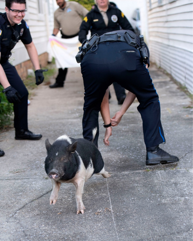 Los policías pasaron una hora tratando de capturar al cerdo