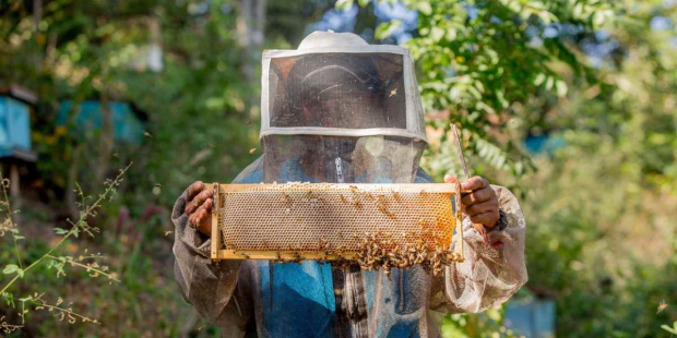 Las exportaciones de productos agropecuarios y pesqueros con mayor crecimiento fueron miel natural de abeja, con 76.59 por ciento y cítricos, 42.07 por ciento.